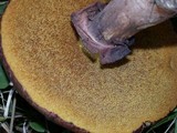 Suillus luteus image