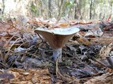 Lactarius paradoxus image