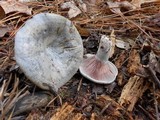Lactarius paradoxus image