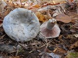 Lactarius paradoxus image