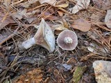 Lactarius paradoxus image