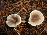 Clitocybe ditopa image