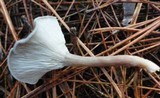Clitocybe ditopa image