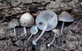 Mycena maculata image