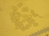 Mycena maculata image