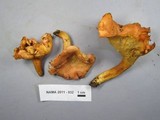 Cantharellus persicinus image