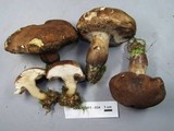 Tylopilus variobrunneus image