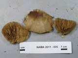 Crepidotus applanatus image