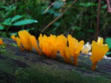 Dacryopinax spathularia image