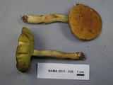 Boletus subglabripes image