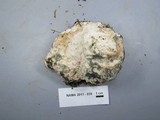 Fomitopsis spraguei image