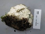 Fomitopsis spraguei image