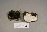 Oxyporus populinus image