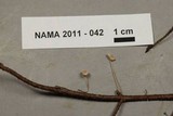Mycetinis opacus image
