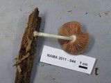 Pluteus americanus image