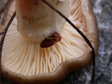 Hygrophorus boyeri image