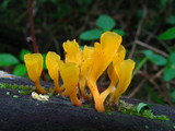 Dacryopinax spathularia image