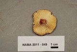 Russula mariae image