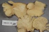 Pleurotus pulmonarius image