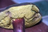 Boletus zelleri image