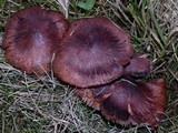 Tricholoma muricatum image