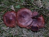 Tricholoma muricatum image