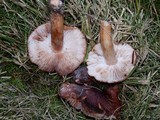 Tricholoma muricatum image