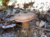 Tylopilus felleus image