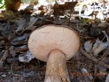 Tylopilus felleus image