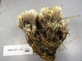 Thelephora vialis image