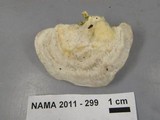 Trametes gibbosa image