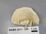 Trametes gibbosa image