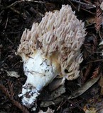 Ramaria botrytis image