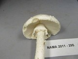 Amanita subcokeri image