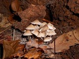 Mycena pseudoinclinata image