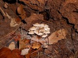 Mycena pseudoinclinata image