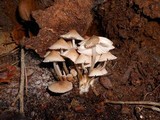 Mycena pseudoinclinata image