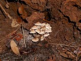 Mycena pseudoinclinata image