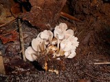 Mycena pseudoinclinata image