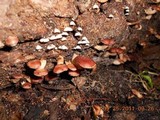 Lentinula edodes image