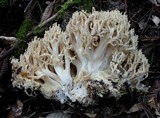 Ramaria rubrievanescens image