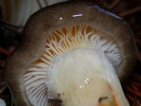 Hygrophorus boyeri image