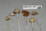 Conocybe apala image