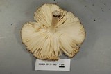 Megacollybia rodmani image