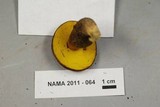 Boletus innixus image