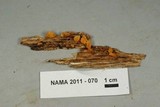 Dacryopinax spathularia image