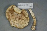 Amanita atkinsoniana image