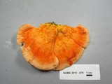 Laetiporus cincinnatus image
