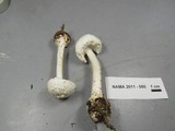 Amanita abrupta image