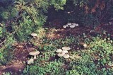 Agaricus moelleri image